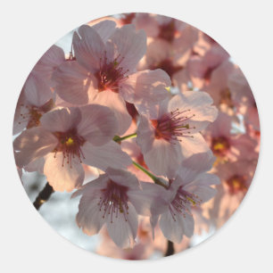 Kirschblüten: Japan Runder Aufkleber