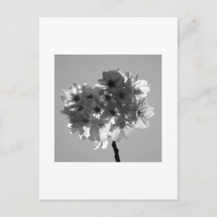 Kirschblüten: Japan (schwarz-weiß) Postkarte