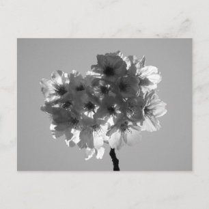 Kirschblüten: Japan (schwarz-weiß) Postkarte