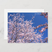 Kirschblüten: Jugatsu-zakura [Postkarte] Postkarte (Vorne/Hinten)
