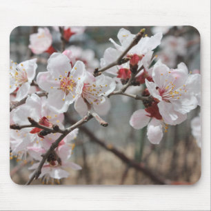 Kirschblüten, Kirschblüten, Frühling Mousepad