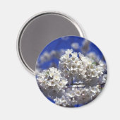 Kirschblüten-Kühlschrank-Magnet Magnet (Vorderseite/Rückseite)