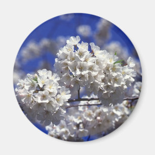 Kirschblüten-Kühlschrankmagnet Magnet