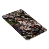 Kirschblüten Magnet (Rechte Seite)