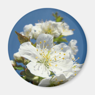 Kirschblüten-Magnete Blaue Himmel Blumen individue Magnet