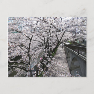 Kirschblüten: Meguro-Fluss, Tokio Postkarte