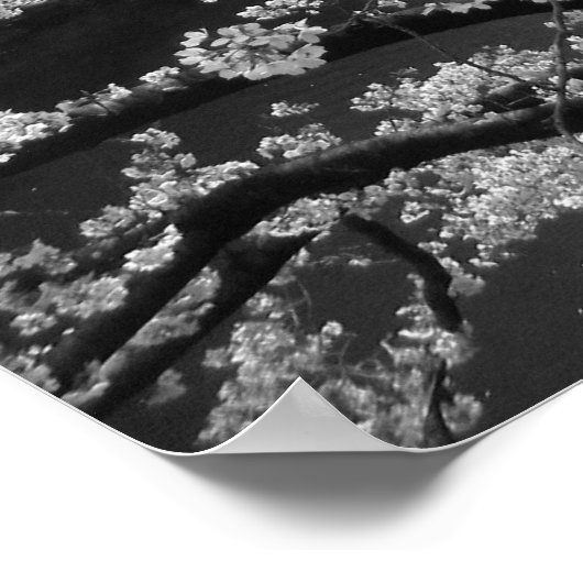 Kirschblüten: Meguro-Fluss, Tokio (schwarz/weiß) Poster (Ecke)