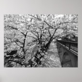 Kirschblüten: Meguro-Fluss, Tokio (schwarz/weiß) Poster (Vorne)