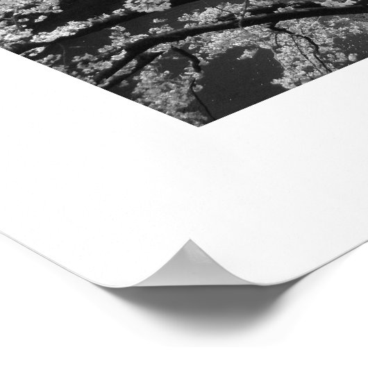 Kirschblüten: Meguro-Fluss, Tokio (schwarz/weiß) Poster (Ecke)