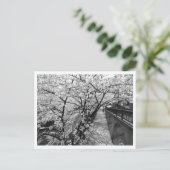 Kirschblüten: Meguro-Fluss, Tokio (schwarz/weiß) Postkarte (Stehend Vorderseite)