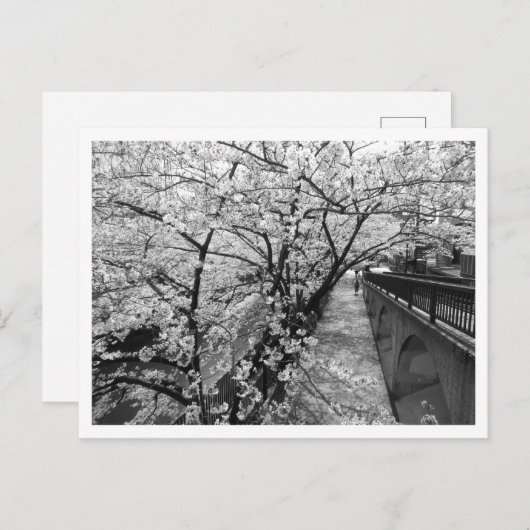 Kirschblüten: Meguro-Fluss, Tokio (schwarz/weiß) Postkarte (Vorne/Hinten)
