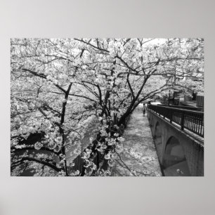 Kirschblüten: Meguro River, Tokyo (schwarz/weiß) Poster