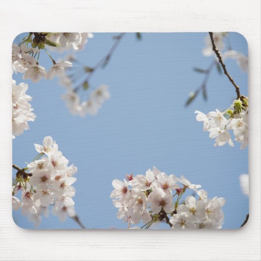 Kirschblüten Mousepad (Vorne)