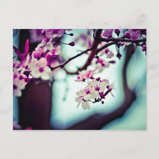 Kirschblüten-Niederlassung Postkarte (Vorderseite)