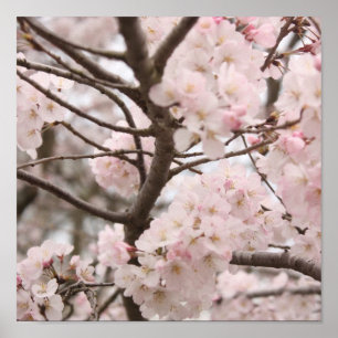 Kirschblüten-Plakat Poster