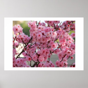 Kirschblüten-Plakat Poster