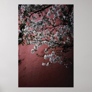 Kirschblüten Poster