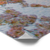 Kirschblüten Poster (Ecke)