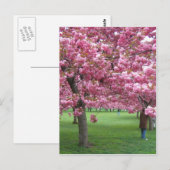 Kirschblüten Postkarte (Vorne/Hinten)