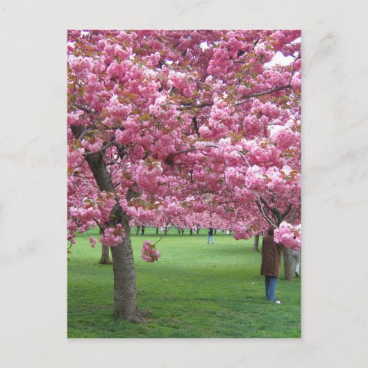 Kirschblüten Postkarte (Vorderseite)