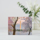 Kirschblüten Postkarte (Stehend Vorderseite)