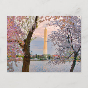 Kirschblüten Postkarte