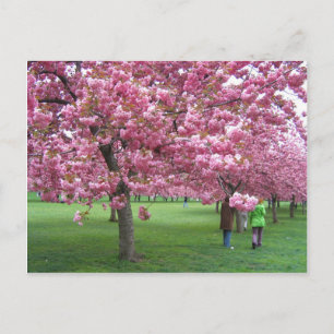Kirschblüten Postkarte