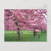 Kirschblüten Postkarte (Vorderseite)