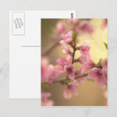 Kirschblüten Postkarte (Vorne/Hinten)