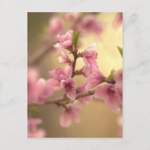 Kirschblüten Postkarte
