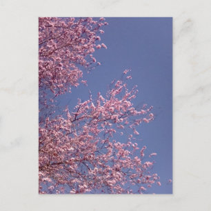 Kirschblüten postkarte