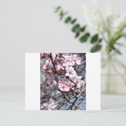 Kirschblüten Postkarte (Stehend Vorderseite)