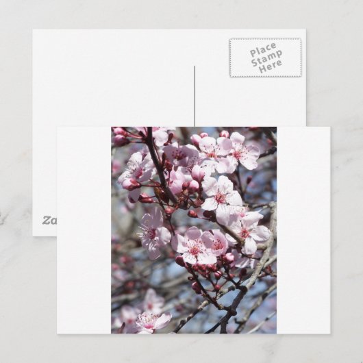 Kirschblüten Postkarte (Vorne/Hinten)