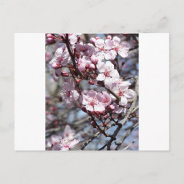 Kirschblüten Postkarte