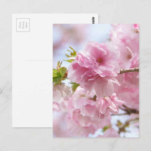 Kirschblüten Postkarte (Vorne/Hinten)