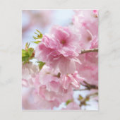 Kirschblüten Postkarte (Vorderseite)