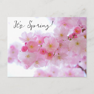Kirschblüten-Postkarte Postkarte