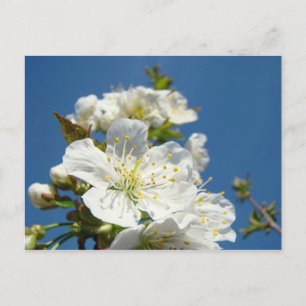Kirschblüten Postkarten Service Promotionen Verans