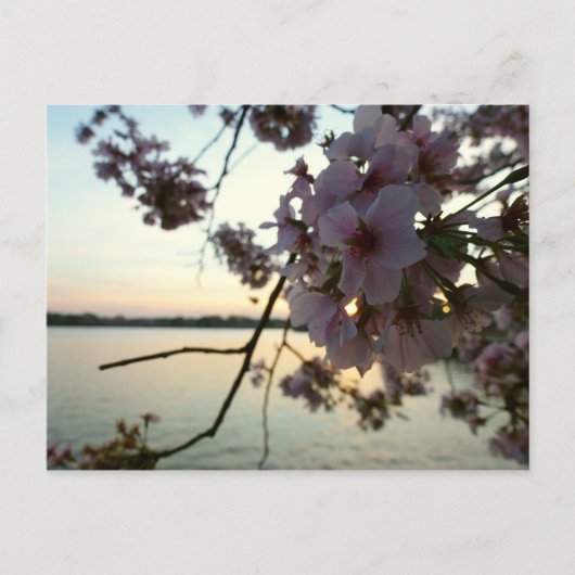 Kirschblüten-Sonnenuntergang in Washington DC Postkarte (Vorderseite)
