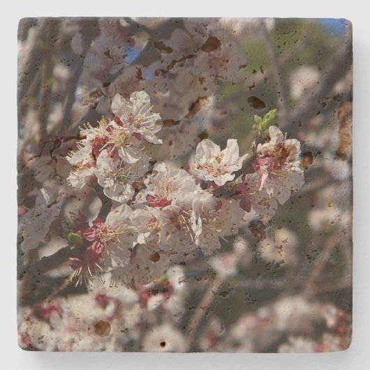 Kirschblüten Steinuntersetzer (Vorderseite)