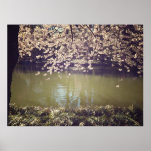 Kirschblüten über einem Gartenteich, alle Größen Poster