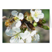 Kirschblüten und Bienen (Vorderseite (Horizontal))