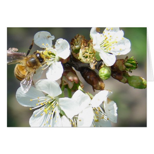 Kirschblüten und Bienen (Vorderseite (Horizontal))