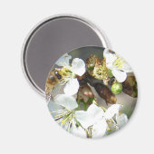 Kirschblüten und Bienen Magnet (Vorderseite/Rückseite)