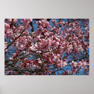 Kirschblüten und blauer Himmel Frühlingsblumen Poster