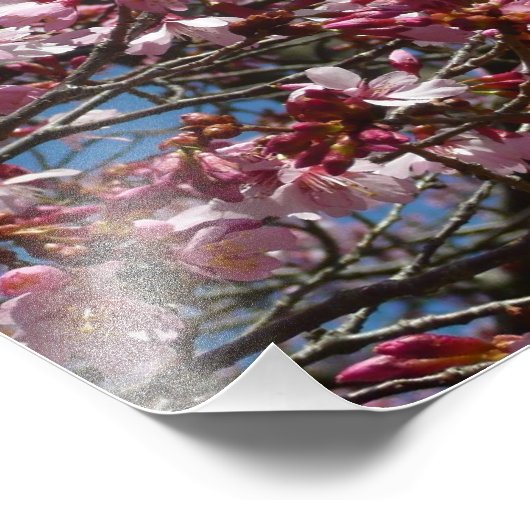 Kirschblüten und Blauer Himmelsblüte Fotodruck (Ecke)