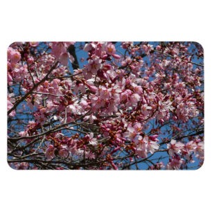Kirschblüten und Blauer Himmelsblüte Magnet