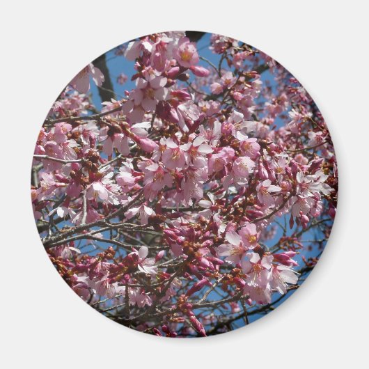 Kirschblüten und Blauer Himmelsblüte Magnet (Vorne)