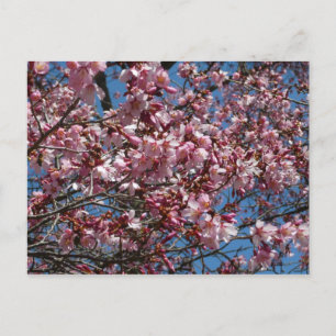 Kirschblüten und Blauer Himmelsblüte Postkarte