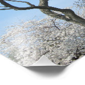 Kirschblüten und das Washington Monument in DC Fotodruck (Ecke)